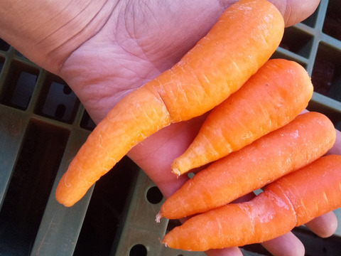 人参 訳あり 3kg