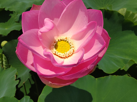 厳選れんこん４キロ