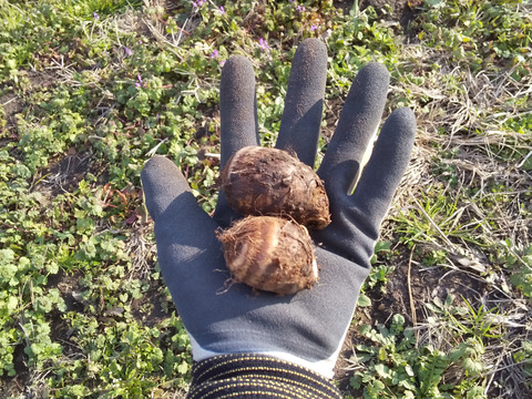 【海老芋  土つき】  約1.5kg    （小粒サイズ）えびいも・さといも