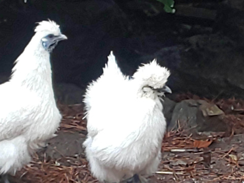 兵庫県芦屋産 放飼い烏骨鶏の有精卵『ラン・デリッチ』　６個入【品質検査済み】■通常配送■【冬ギフト】