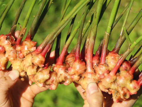 身体ぽかぽか！金時しょうがシロップ200㎖