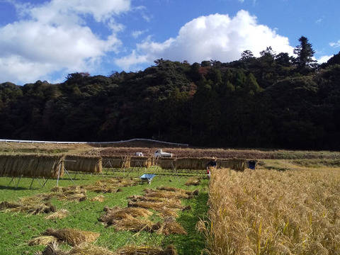 炊きたての香りとすっきりとした食感【もみ貯蔵の玄米8kg】