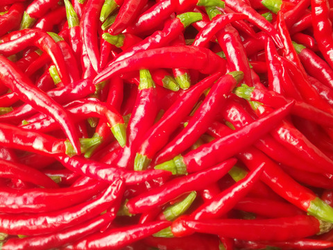 赤生、唐辛子(鷹の爪)🌶️