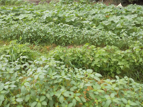 kotoさん専用【野菜たちのセット2倍量＋玄米4ｋを分つき】不耕起草生　耕さない草とともに台地の畑で２5年の野菜(種とり、農薬肥料不使用）