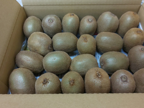 キウイフルーツ3k ビタミンたっぷり濃く甘く山の辺の果実！！追熟すみ