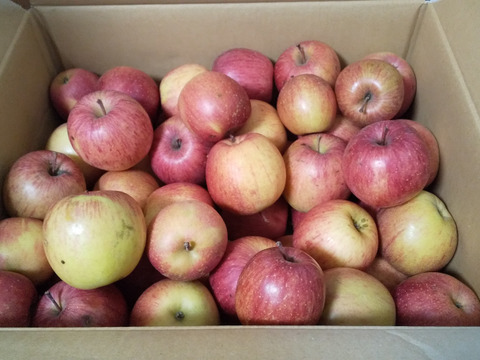 スムージーやお菓子作りにたっぷり10kg🍎加工用りんご：青森県産の品種