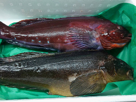 今が旬 北海道根室産 一本釣りウサギアイナメ 2尾入り 2 5 前後 北海道産 食べチョク 農家 漁師の産直ネット通販 旬の食材を生産者直送