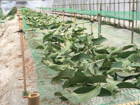 苦みや渋みがなく上品でやさしい味と好評♪【有機土佐國グァバ茶】ノンカフェイン高知県南国市の有機認証自家農園で農薬・肥料・除草剤一切不使用で自然栽培‼植物由来のソイロンテトラティーバッグ♪5包入り