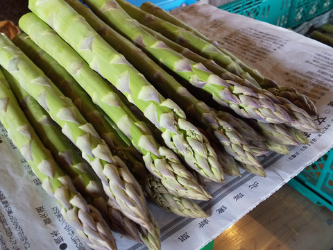 採れたて発送 M ２l込み 有機栽培アスパラ １ｋｇ 北海道産 食べチョク 農家 漁師の産直ネット通販 旬の食材を生産者直送