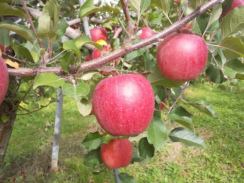 りんごの産地　信州飯綱町からサンふじ5kg 贈答用にもオススメ