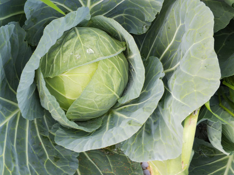 【夏ギフト】う～ん甘い！採れたて＊キャベツ5個～農薬/化学肥料・不使用