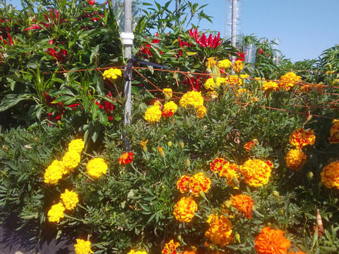 生の青唐辛子！500g 今だけ限定販売、鷹の爪