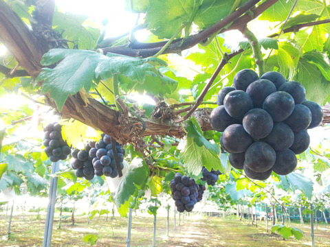 【旨味濃縮】ほしぶどう 60g×１袋【ピオーネ／ドライフルーツ／岡山県産／数量限定】