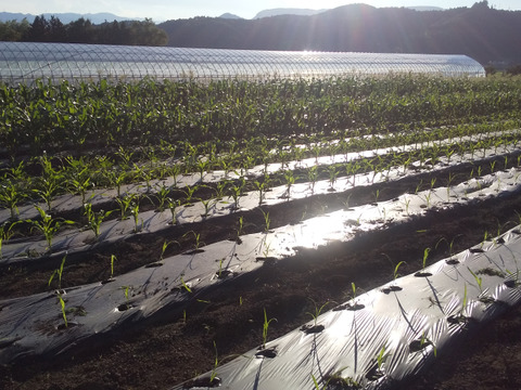 訳ありお得(^^)品種おまかせ【ピュアホワイト】【恵ゴールド】3kg