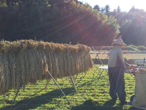 立春期間だけ、ちょこっと、プチ野菜つき
【玄米8キロ】、精米も対応（肥料農薬不使用、自家採種、おだ掛け）　晩生種のあじわい、玄米8キロ