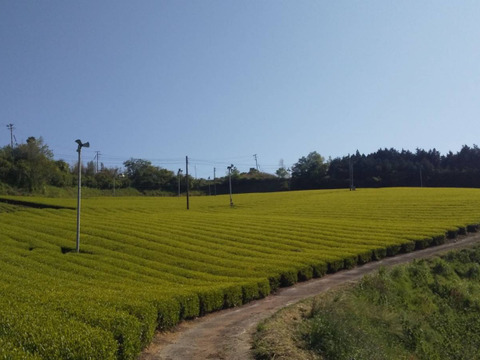 リピーター様からお声頂き、暑い夏でも熱いお茶飲むよー！八女茶たっぷり大容量白折300g5本セット