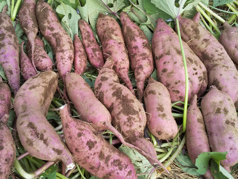 【いるかさん専用玄米8ｋ+やさいセット】
多様性を大切にする 耕さない草ともにある畑から、野菜をお届け   自然農の畑から、不耕起草生、種とり、農薬肥料不使用