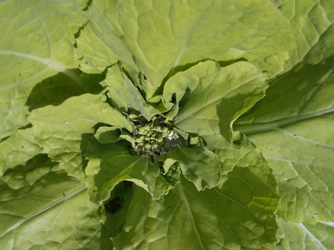 炊きたての香りとすっきりした食感【玄米4kg+野菜セット】