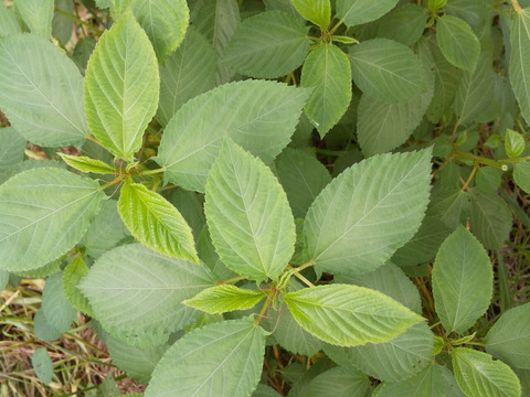 【クール便、野菜たち】自然農の畑から、不耕起草生　草とともに台地の畑で27年の積み重ね、種とり、農薬肥料不使用）