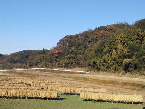 【新米発送中】令和7年米、品種に優る技術なし、玄米、精米も対応（肥料農薬不使用、自家採種、おだ掛け）　晩生種のあじわい、玄米8キロ