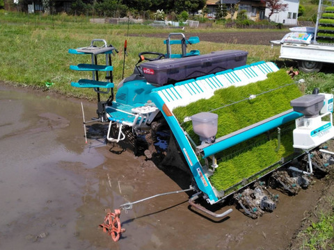 【令和6年・数量限定❺袋】♣️一度食べてみてほしいお米　麻奈為🌾京都・京丹後峰山産　特別栽培米ミルキークイーン５㎏