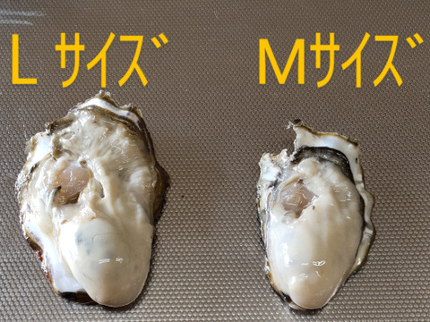 売り切れ御免💦Ｌサイズ【加熱用】殻付き牡蠣10ヶ
