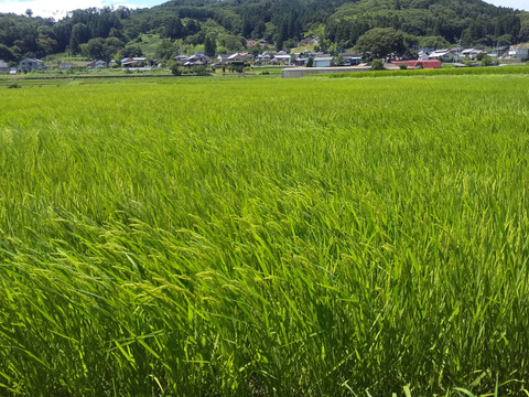 清流育ちのおいしいコシヒカリ