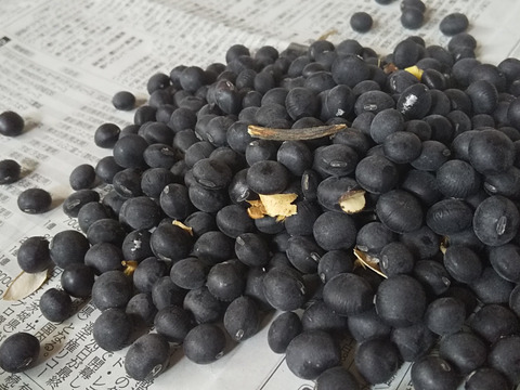 【黒大豆】栽培期間農薬不使用　200g入り３袋　2020年収穫分