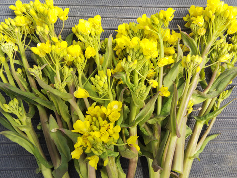 冬越え レアー 野沢菜や小松菜の菜花500ｇ 春のお目覚 農薬 化学肥料 不使用 長野県産 食べチョク 農家 漁師の産直ネット通販 旬の食材を生産者直送