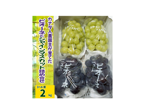 【カナダ人農園主の真心を込めた】ニューピオーネとシャインマスカットの詰め合わせ約２ｋｇ（ご家庭用）