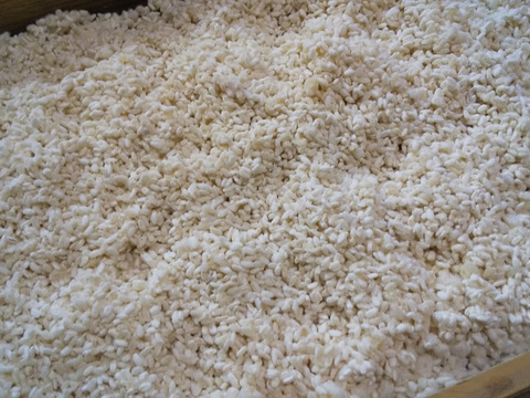 【予約販売】自然栽培・天日干しイセヒカリの米糀800グラム(生)
