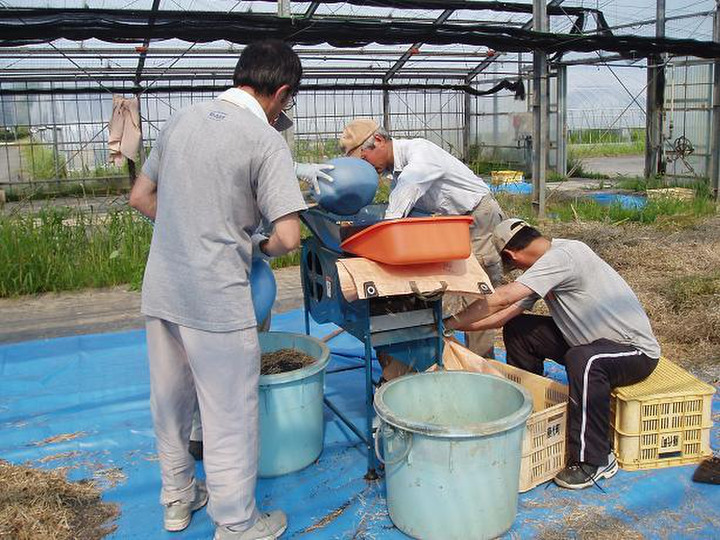 ひたちのくに(茨城県産) ひまわり油 コールドプレス 農薬・化学 ひたちのくに(茨城県産) ひまわり油 コールドプレス 農薬・化学