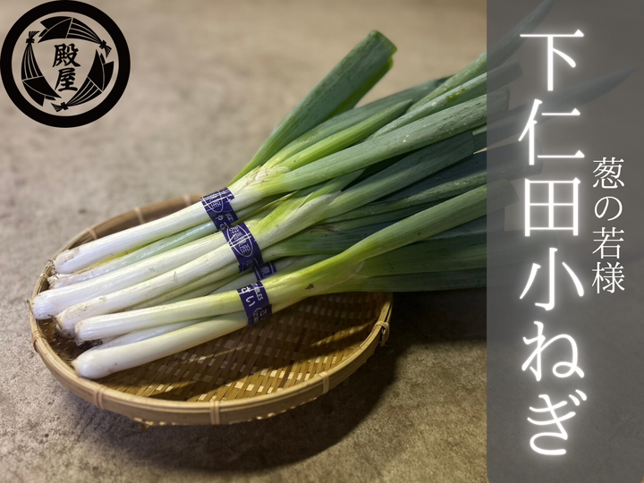 大切な方への贈り物「下仁田葱」3Lサイズ12本：群馬県産の下仁田ねぎ