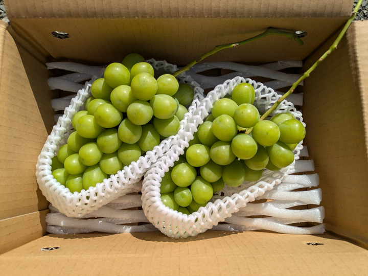 🍇【山梨県笛吹市産】プレミアムシャインマスカット 約3kg