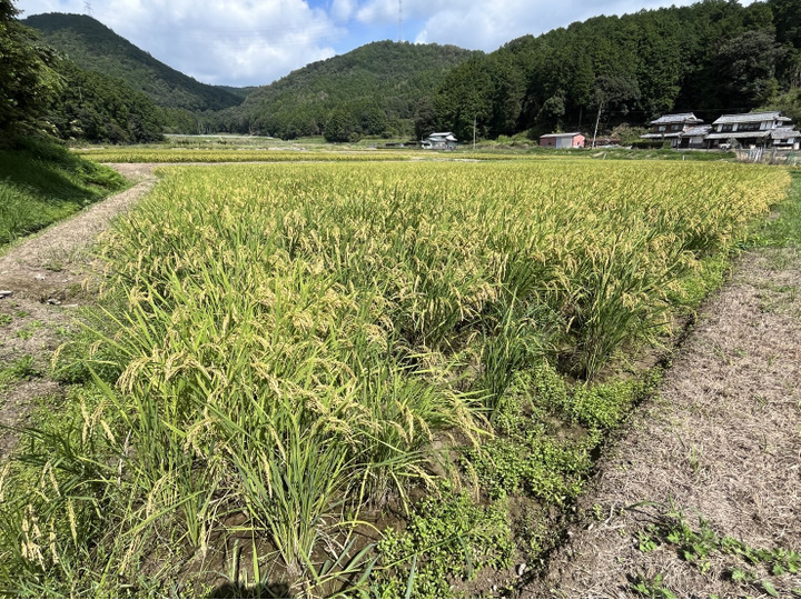 新米】令和7年産 丹波産コシヒカリ 精米10kg（※内容量約9㎏）：京都府