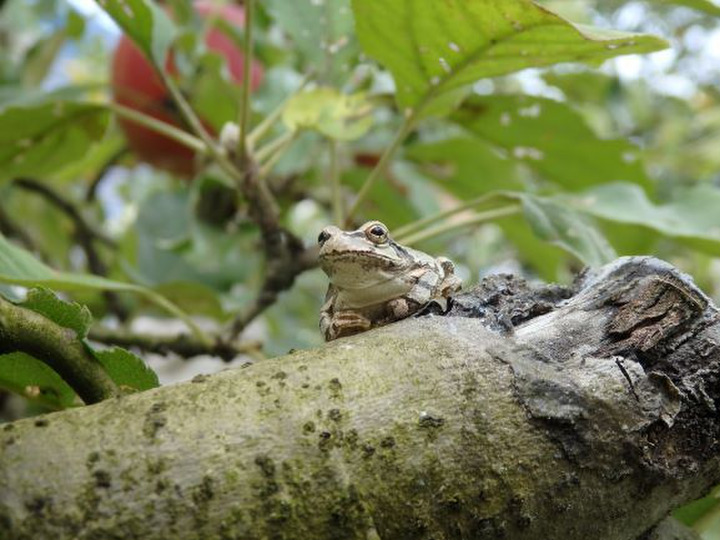 可能な限り農薬を減らした栽培