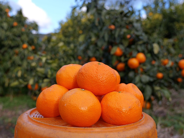 本物をお得に！ 木成り完熟🍊ご家庭用 有田みかん【サイズ混合・5kg箱