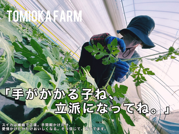 生産者のこだわり