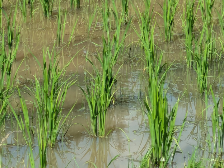 百姓だからこその　もちはもちや