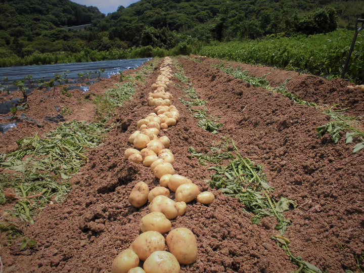【種芋】デジマ 長崎県産 17〜18キロ（20kg袋です）翌日までに発送　その3 楽天市場】予約 品薄＼マツコの知らない世界で特集／秋植え
