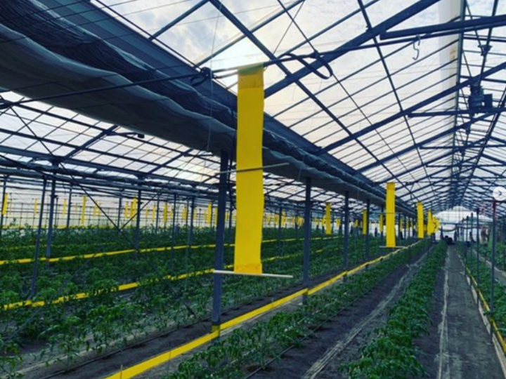 農薬は必要最低限