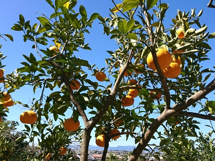 季節を彩る甘夏の提供