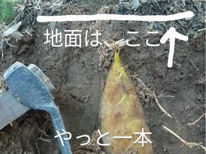 期間限定のお買い得商品 C級品。緊急出荷。送料一部還元価格。4日発送。孟宗竹の朝掘り 野菜