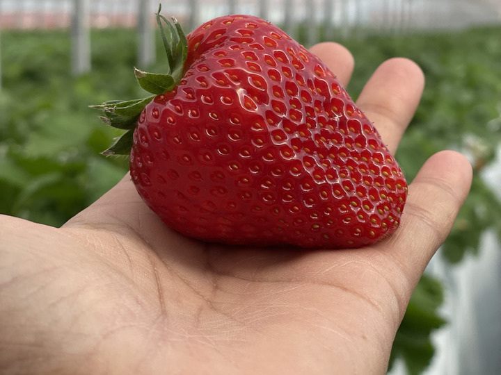 生産者のこだわり