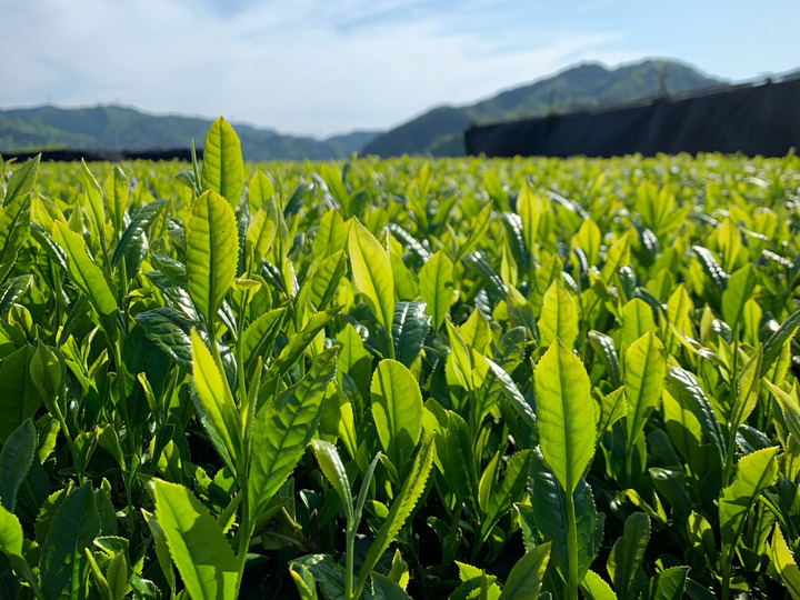 ちょっと贅沢なおいしいお茶をご家庭で手軽に