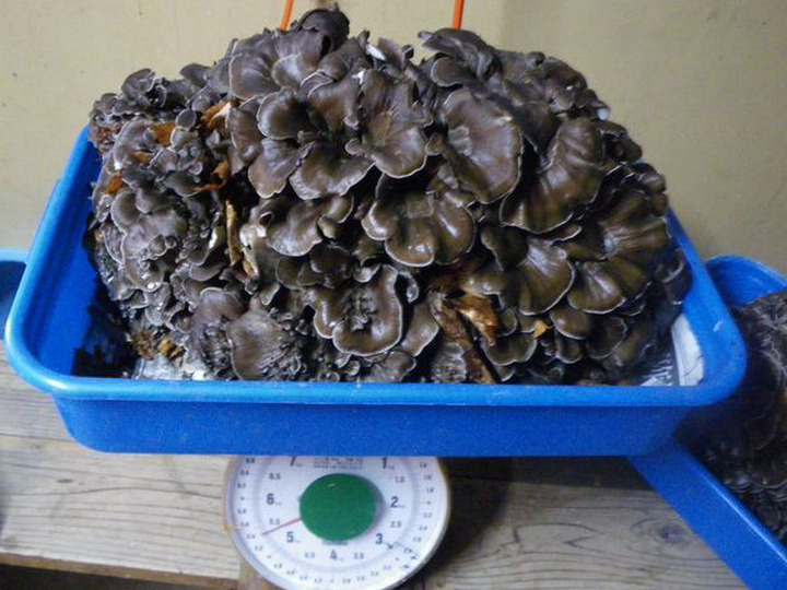白色系 予約開始！【観賞用 舞茸ほだ木】ちょっと変わった趣味の園芸「きのこの栽培用品」：新潟県産の花・植物｜食べチョク｜産地直送(産直)お取り寄せ通販  農家・漁師から旬の食材を直送
