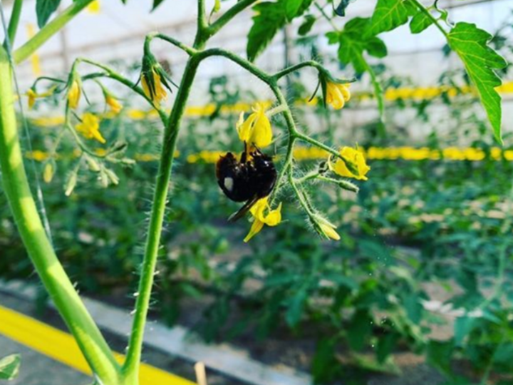 クロマルハナバチが受粉作業