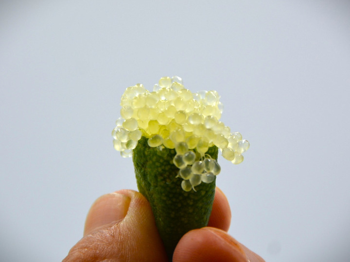 生産者のこだわり