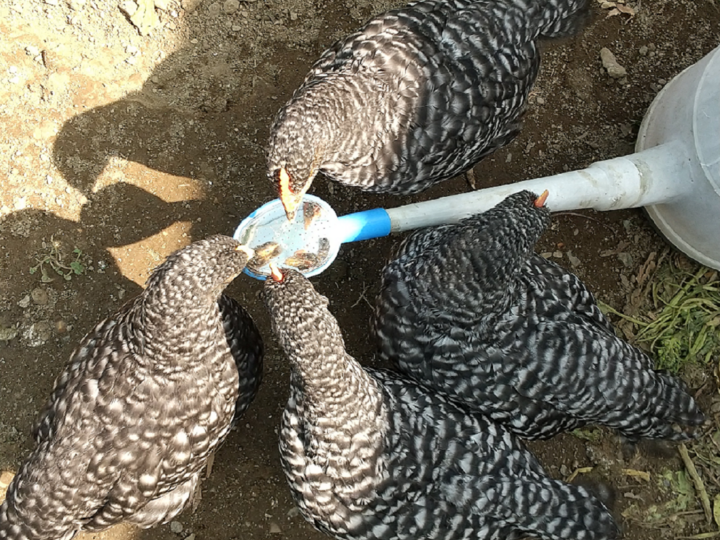 生活の一部としての養鶏