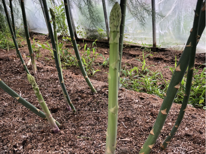 新鮮で安心なアスパラガスをご提供